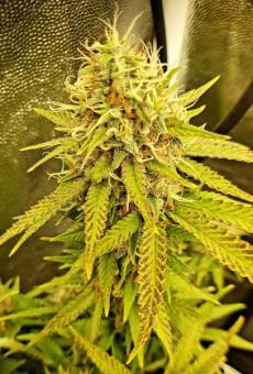 Jock Horror Auto - картинка 2