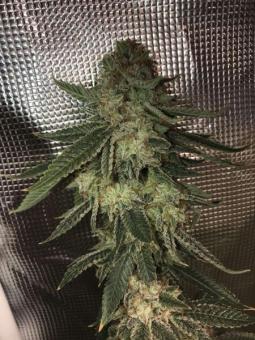 HiFi 4G - картинка 6