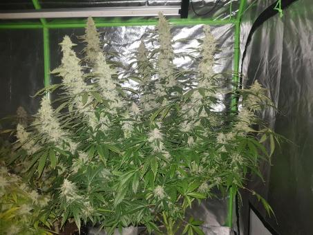 Auto Candy Bubatz XL - картинка 3