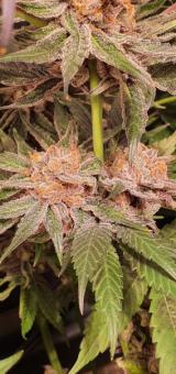 Wonder Pie - картинка 2