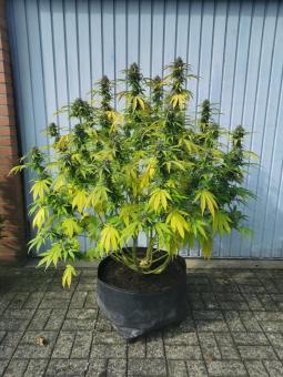 GG4 Sherbet FF - картинка 2