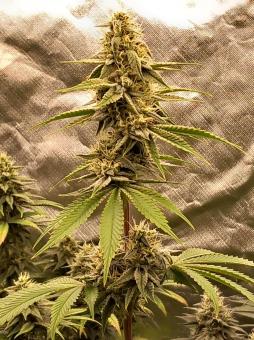 Monster Maker - картинка 2