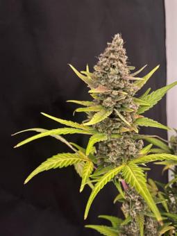 Purple Punch Auto - картинка 1