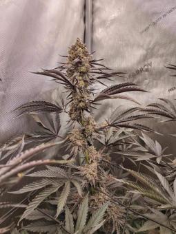 Buddha Gelato - картинка 7