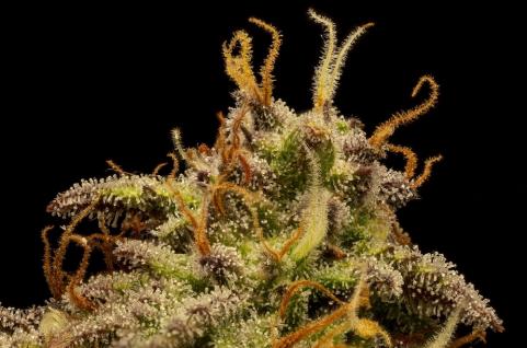 Patagonia Auto - картинка 6