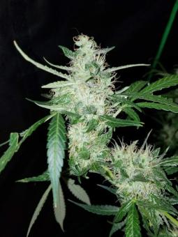 Auto Fresh Candy - картинка 5