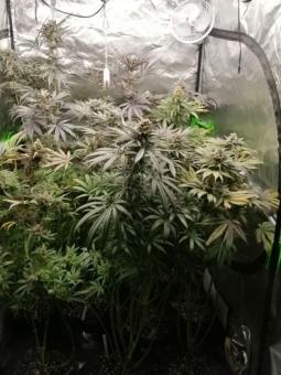 GMO Fast - картинка 3