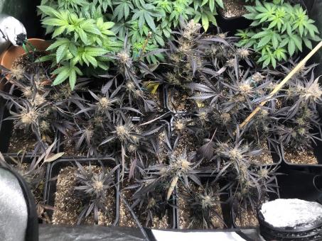 Marmalate - картинка 4