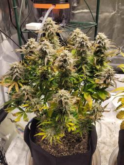 Buddha White Widow - картинка 2