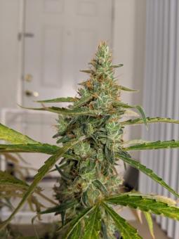 Black Jack Auto - картинка 2