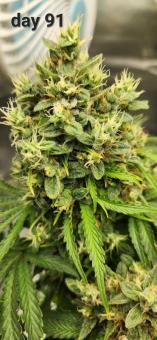 Pineapple Express Auto - картинка 2