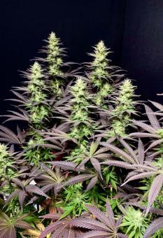 Black Lebanon - картинка 2