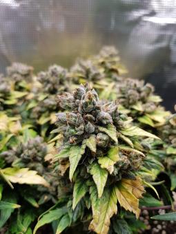 Sweet Pure Auto CBD - картинка 3