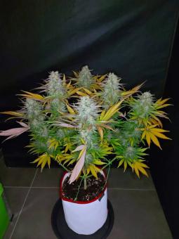 Banana Krumble - картинка 2