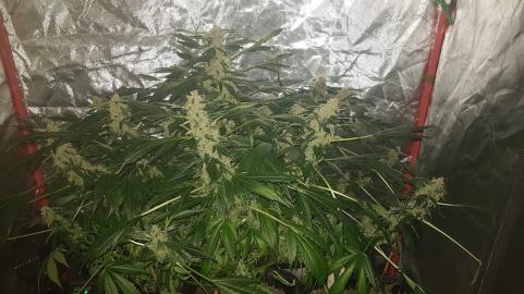 Pandora Auto - картинка 4