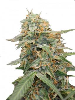 Auto Jack - картинка 2