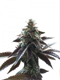 Space Cookies - картинка 1