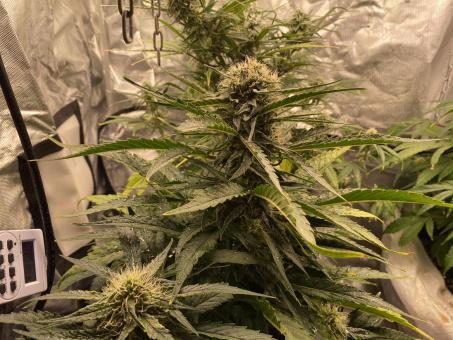 West Coast O.G. Auto - картинка 2