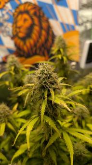 Orange President Auto - картинка 2