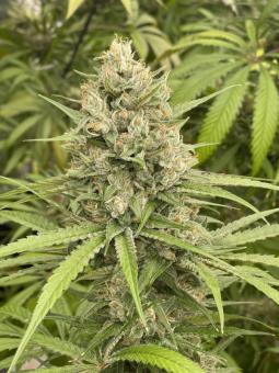 Zombie Kush - картинка 4