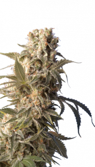 AK-47 - картинка 1