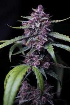 Red Gorilla Girl XL Auto - картинка 2