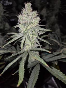 Blue Zushi - картинка 2