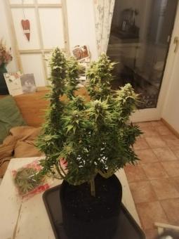 Frosty Friday - картинка 2