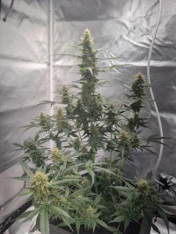 Il Diavolo Auto - картинка 5