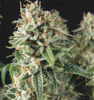 Super OG Kush Fast - картинка 1