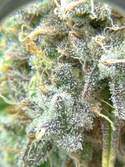 Stardawg Auto - картинка 3