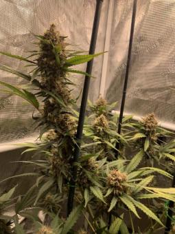 Wedding Glue Auto - картинка 8