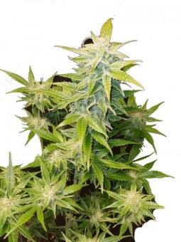 Super Bud - картинка 7