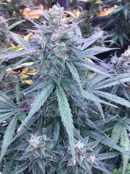 Buddha Red Dwarf Auto - картинка 5