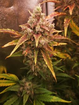 Hawaii Maui Waui Auto - картинка 4