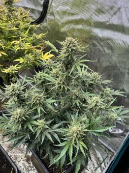 Kosher Cake Auto - картинка 4