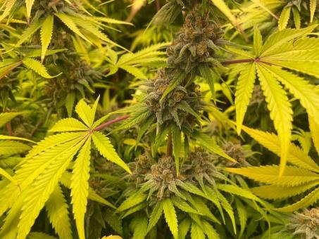 Moby Dick - картинка 5