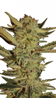 Bubble Gum - картинка 1