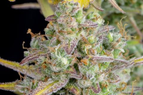 Wedding Cheesecake Auto - картинка 4