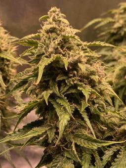 Buddha Auto White Widow - картинка 4