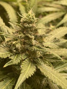 Golosa Early Version - картинка 2