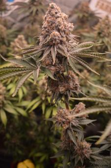 Golden Apple Haze - картинка 5