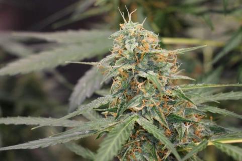 Auto Jack - картинка 5