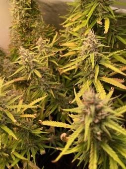 Cream Caramel Auto - картинка 6