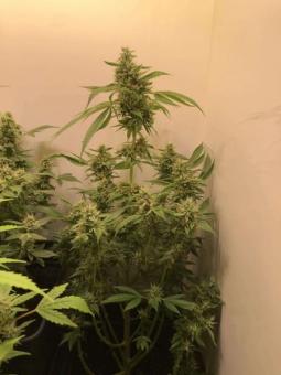 Double Dutch reg - картинка 2