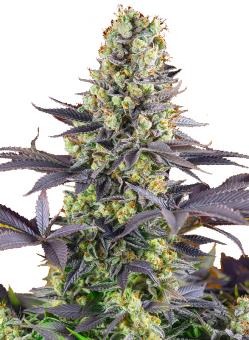 Sweet Zenzation/Sweet skittlez - картинка 2