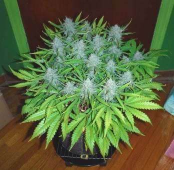 La Bella Afrodita Auto - картинка 3