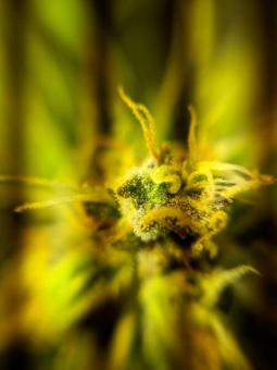 Girl Scout Cookies Auto - картинка 12