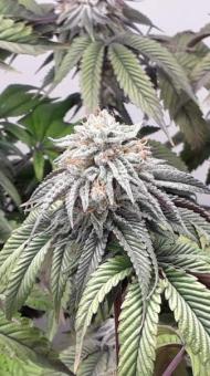 Critical Orange Punch - картинка 4