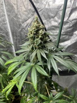 Shark - картинка 2